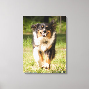 Australian Shepherd som leker med boll Canvastryck