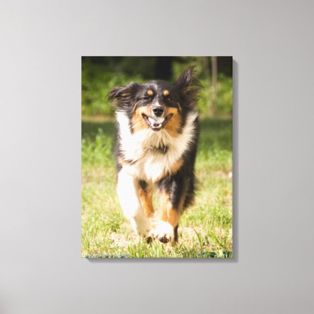 Australian Shepherd som leker med boll Canvastryck (Framsida)