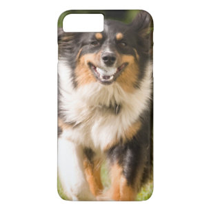 Australian Shepherd som leker med boll