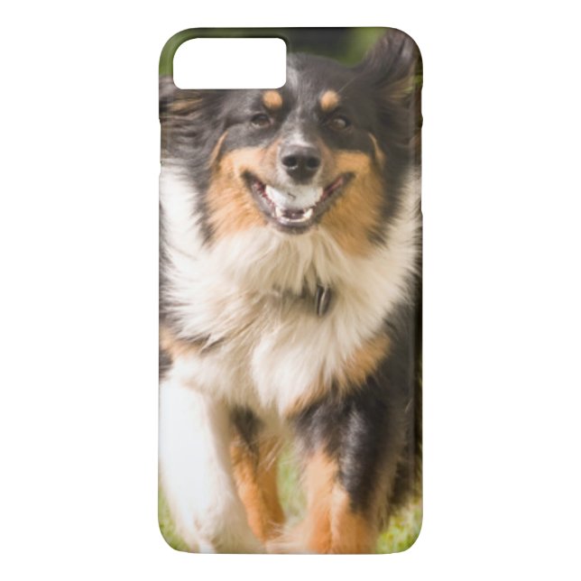 Australian Shepherd som leker med boll Case-Mate iPhone Skal (Baksida)