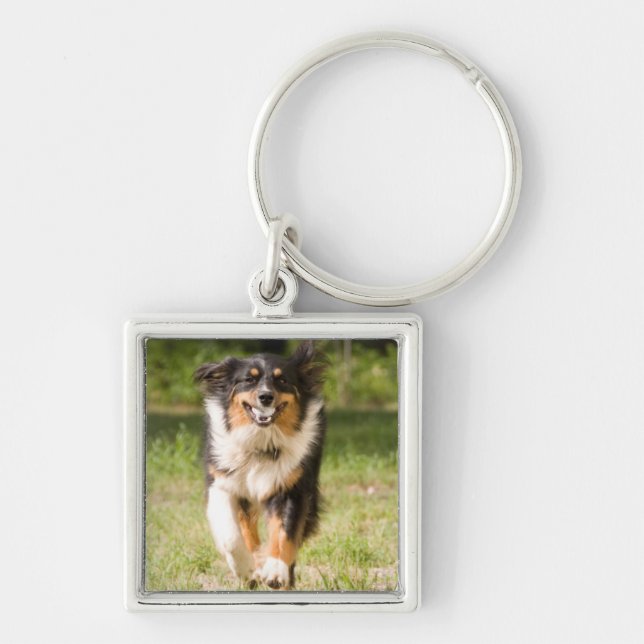 Australian Shepherd som leker med boll Fyrkantig Silverfärgad Nyckelring (Framsidan)