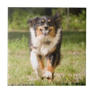 Australian Shepherd som leker med boll Kakelplatta