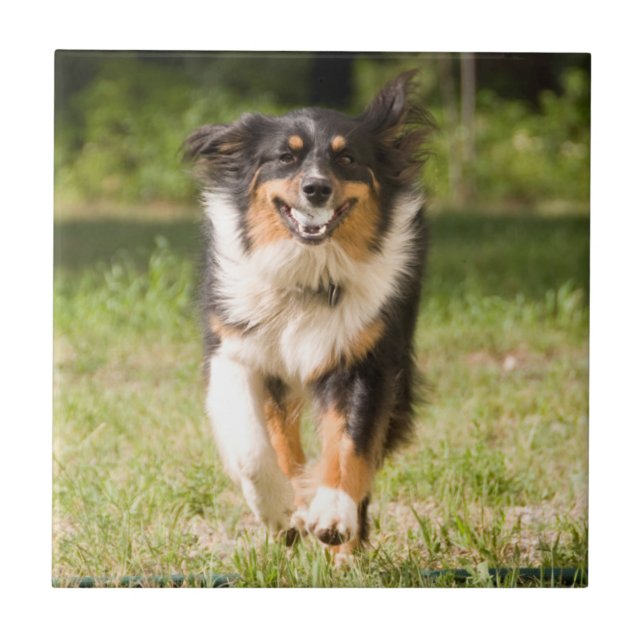 Australian Shepherd som leker med boll Kakelplatta (Framsidan)