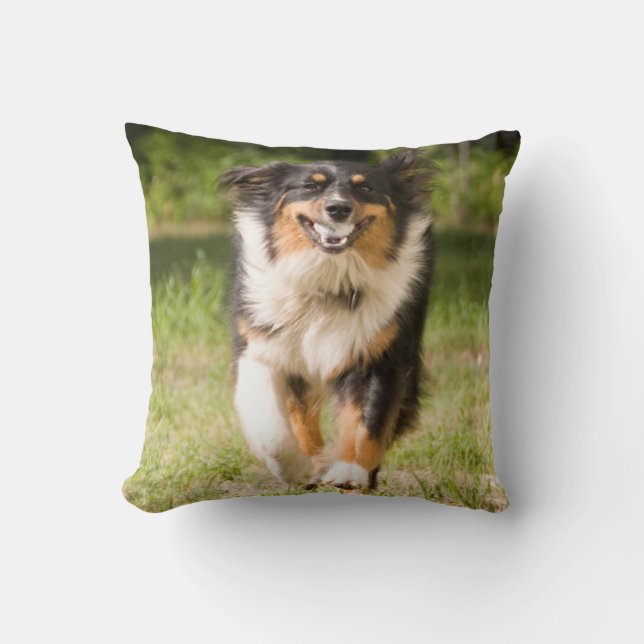Australian Shepherd som leker med boll Kudde (Framsida)