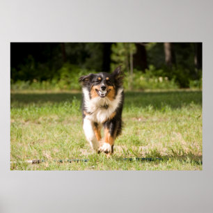 Australian shepherd som leker med boll poster