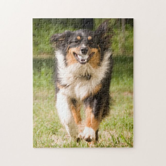 Australian Shepherd som leker med boll Pussel (Vertikal)