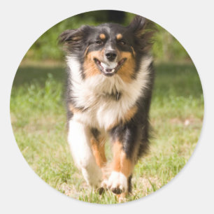 Australian Shepherd som leker med boll Runt Klistermärke