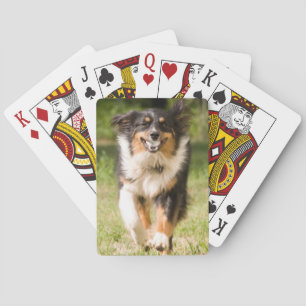 Australian Shepherd som leker med boll Spel Kort