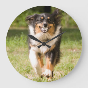 Australian shepherd som leker med boll stor klocka