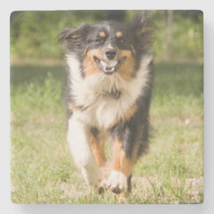 Australian Shepherd som leker med boll Underlägg Sten