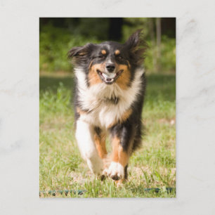Australian Shepherd som leker med boll Vykort