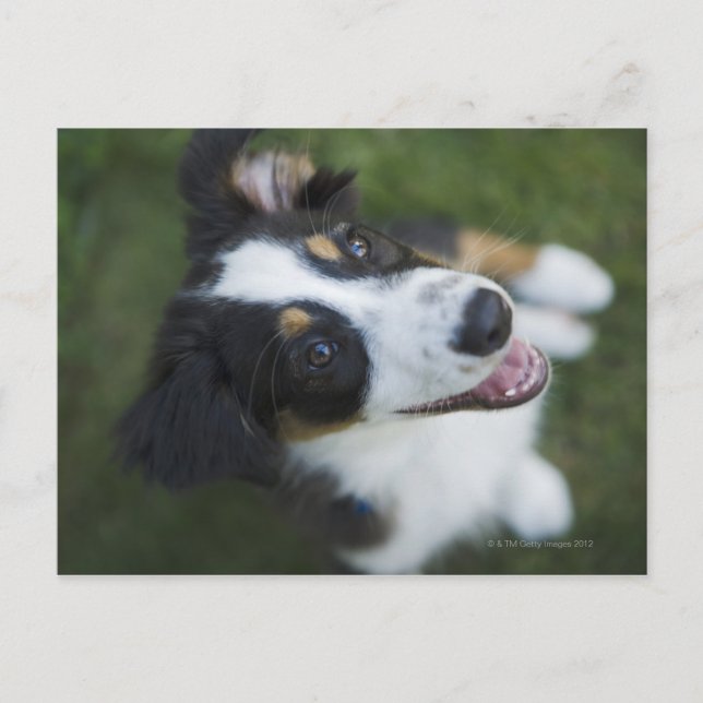 Australian shepherd står på ben vykort (Framsida)
