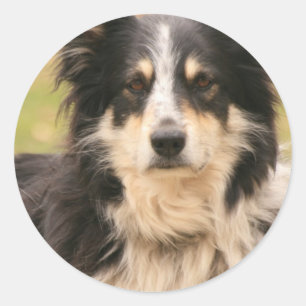 Australian shepherd Sticker Runt Klistermärke