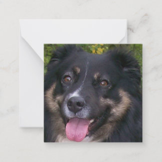 australian shepherd svart tri anteckningskort