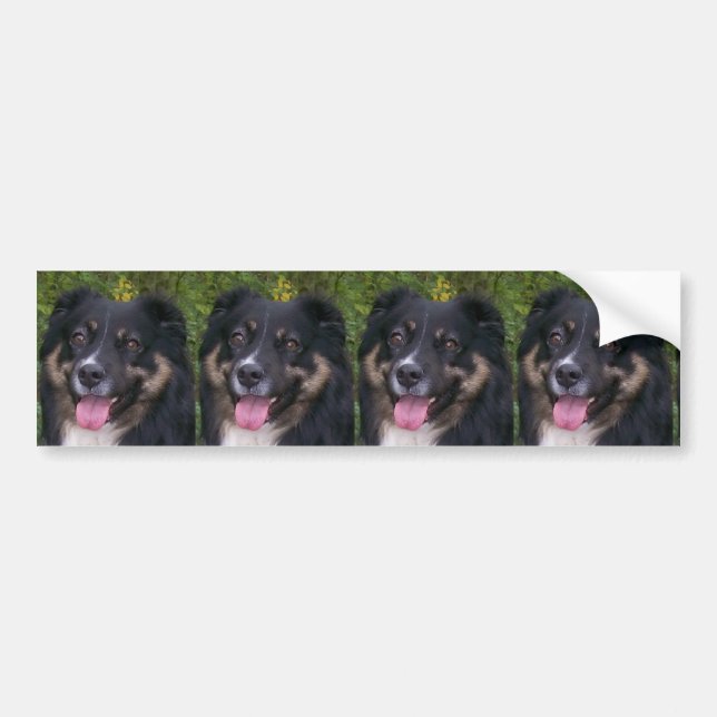 australian shepherd svart tri bildekal (Framsidan)