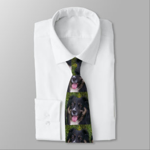 australian shepherd svart tri slips