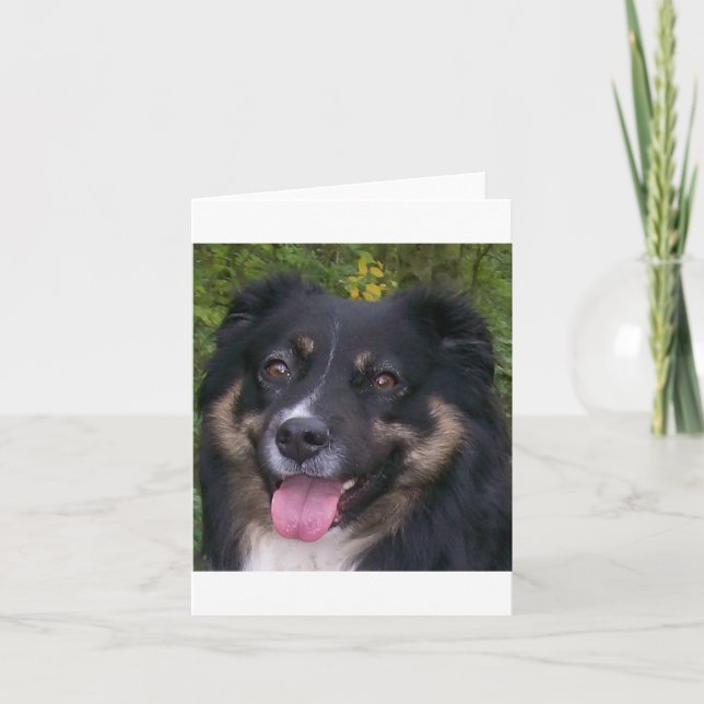 australian shepherd svart tri tack kort (Framsida)