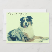 Australian shepherd tackkort