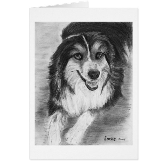 Australian shepherd Teckning Hälsningskort (Framsidan)