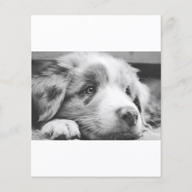 australian shepherd valp bw (Framsida)
