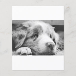 australian shepherd valp bw