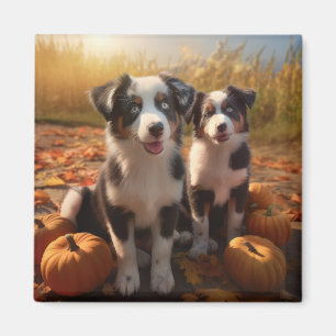 Australian Shepherd Valp Höstglädje Pumpa Magnet