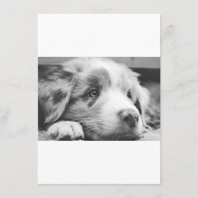 australian shepherd valp svartvit meny (Framsida)