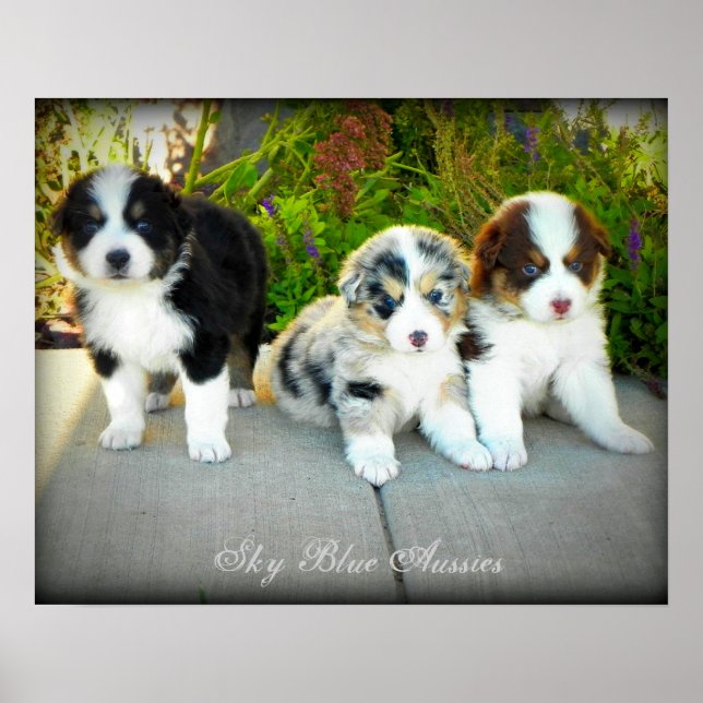 Australian shepherd-valpar Poster (Framsidan)
