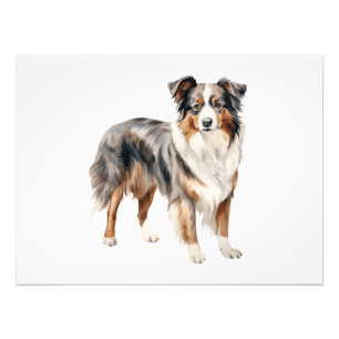 Australian shepherd vattenfärgsklippare Australien Fototryck