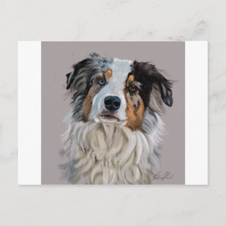australian shepherd vykort