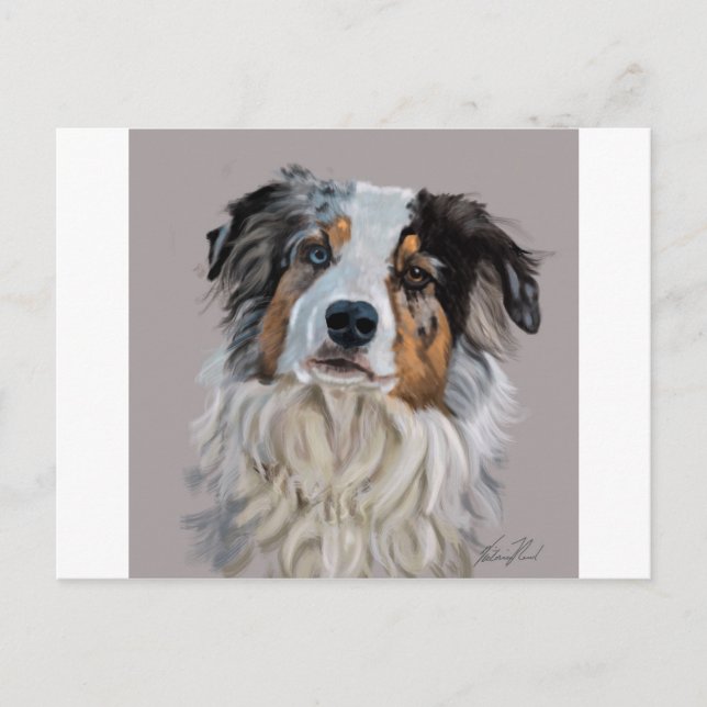 australian shepherd vykort (Framsida)