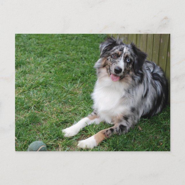 australian shepherd vykort (Framsida)