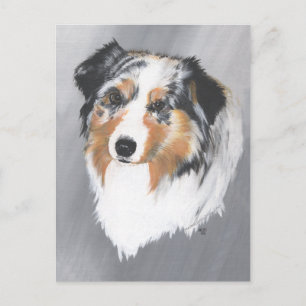 Australian Shepherd Vykort