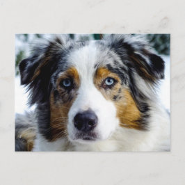 australian shepherd vykort