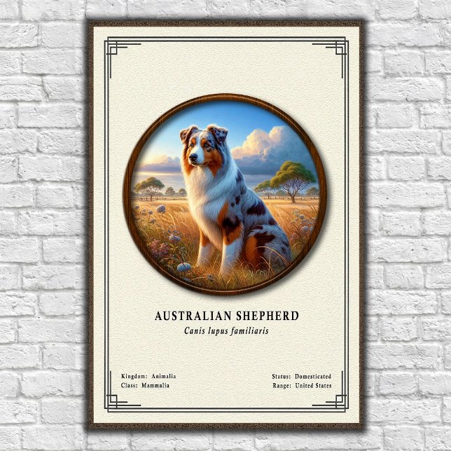 Australian Shepherd Zoologi Serie Poster (Skapare uppladdad)