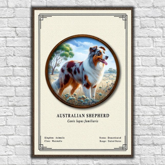 Australian Shepherd Zoologi Serie Poster (Skapare uppladdad)