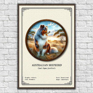 Australian Shepherd Zoologi Serie Poster