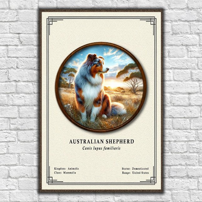 Australian Shepherd Zoologi Serie Poster (Skapare uppladdad)