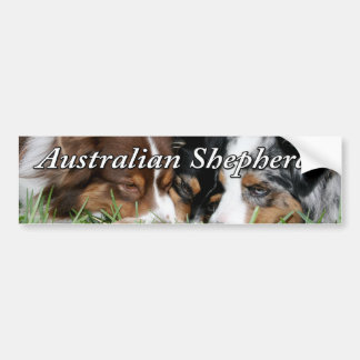 Australian shepherdbildekal bildekal