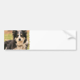Australian shepherdbildekal bildekal