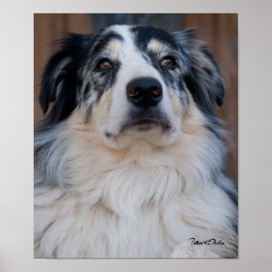 Australian shepherdblandningslutet fotograferar poster
