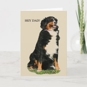 Australian shepherdfars dag kort