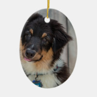 Australian shepherdhund
