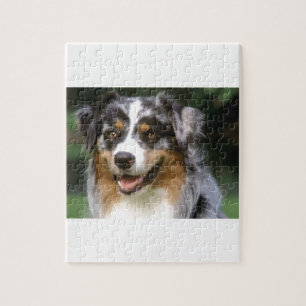 Australian shepherdhund pussel