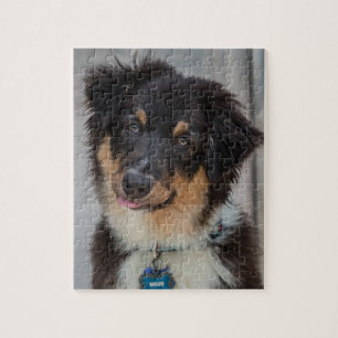 Australian shepherdhund pussel