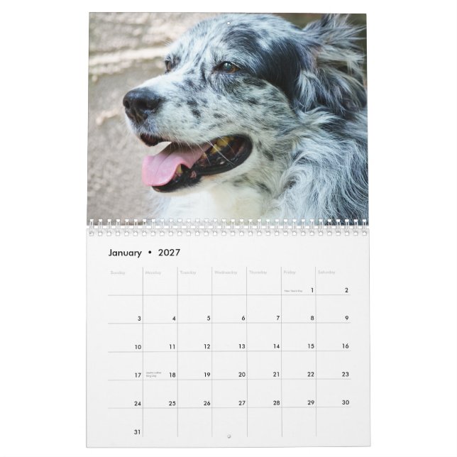 Australian shepherdhundkalender 2013 kalender (Jan 2027)