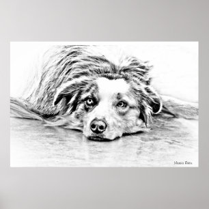 Australian shepherdhundkonst poster