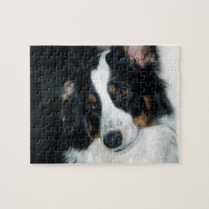 Australian shepherdpussel pussel