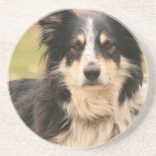 Australian shepherdunderlägg underlägg sandsten