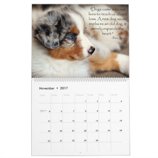 Australian shepherdvalpkalender kalender